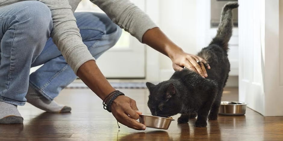 Alimento premium para gatos. Tutor dando alimento a su mascota.