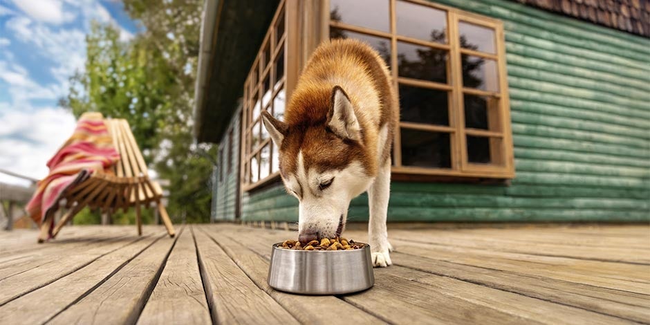 Para dar el mayor bienestar a tu mascota, dale siempre alimento premium para perros. Husky comiendo.