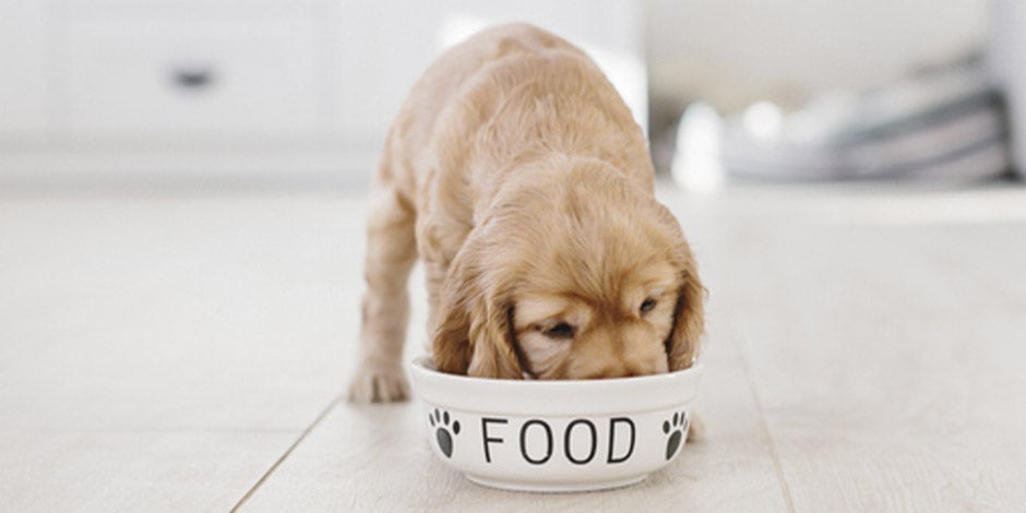 Cachorro comiendo su alimento premium para perros.