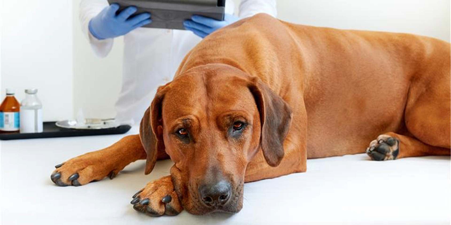 Tras comer uno de los alimentos prohibidos para perros, esta mascota terminó en el veterinario.
