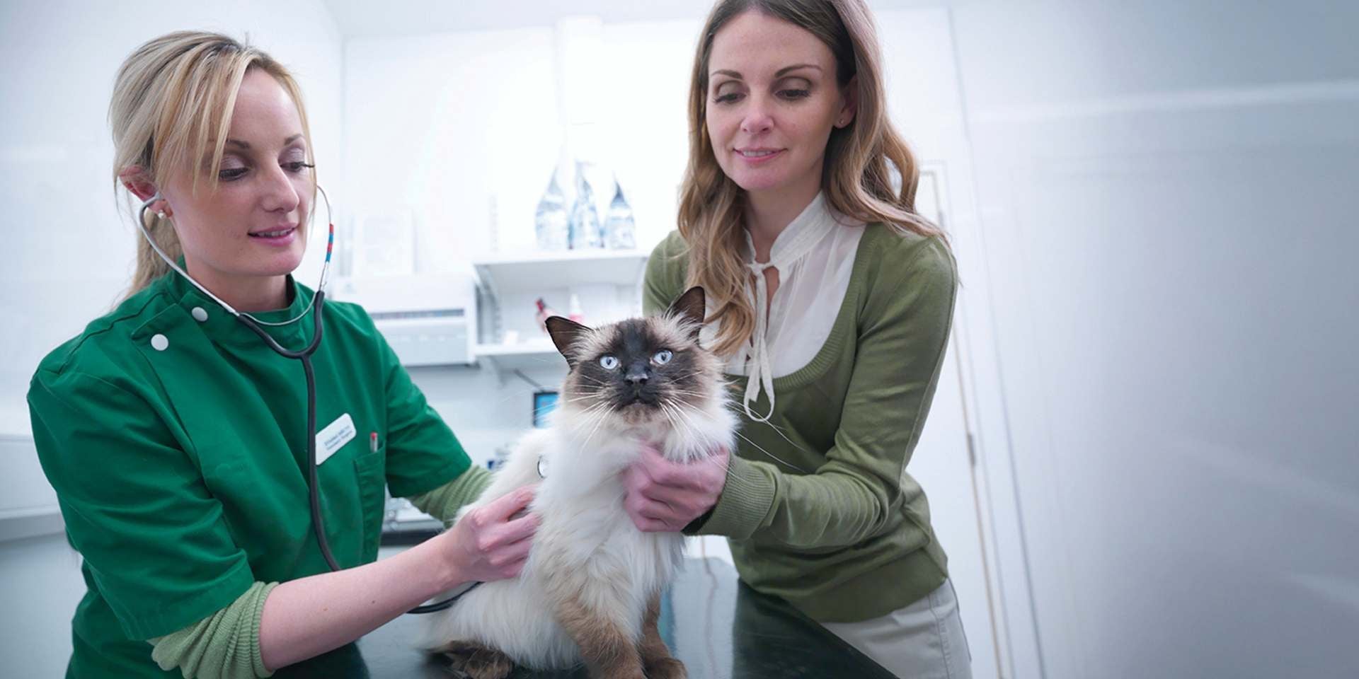 Veterinaria examinando a un michi, junto a su tutora. Fibra para gatos.