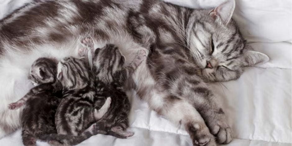 Gata lactante recostada junto a sus tres gatitos mientras los amamanta.