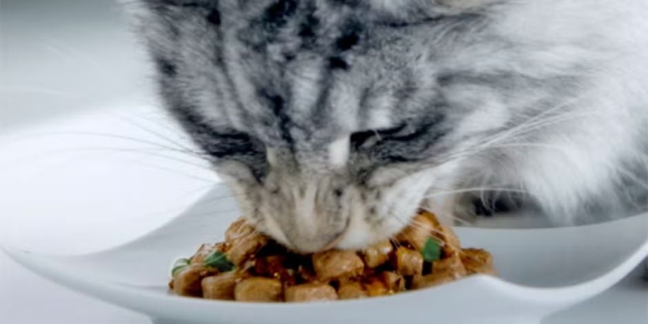Gata gris de pelo largo comiendo alimento húmedo de un plato blanco.