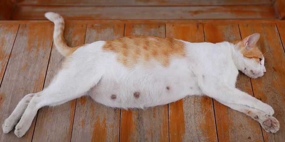 Gata embarazada de pelaje blanco y naranja recostada sobre un piso de madera.