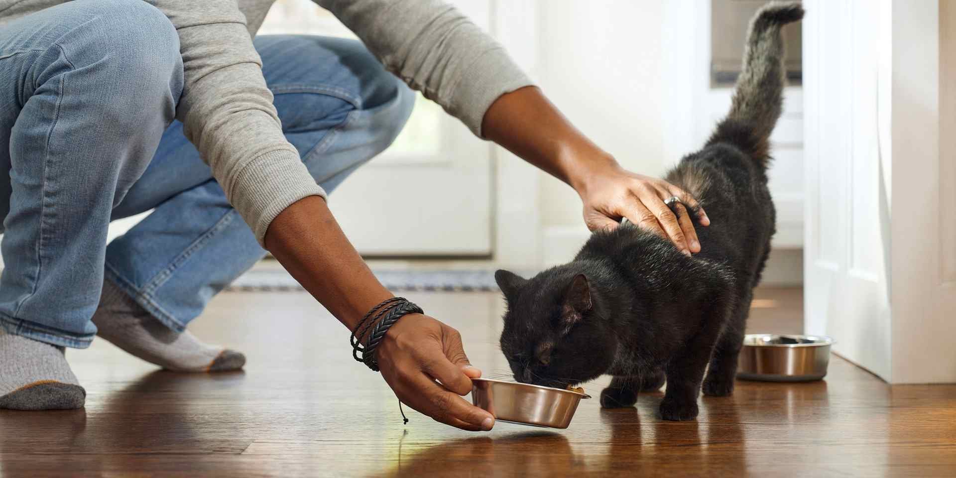 Si tienes un gato diabético, dale el alimento adecuado para su bienestar. Tutor alimentando a su michi.