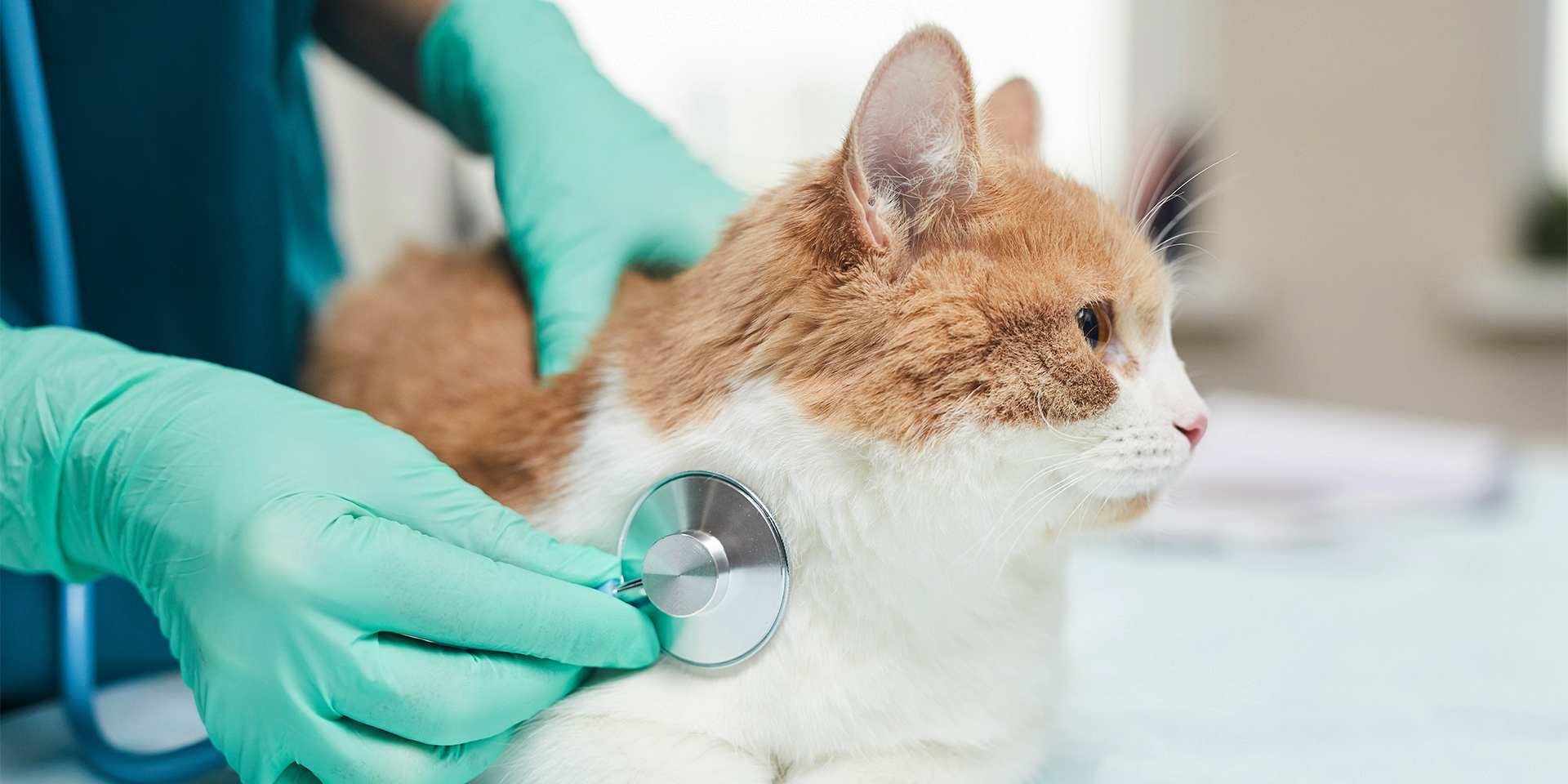Gato con diabetes en revisión veterinaria.