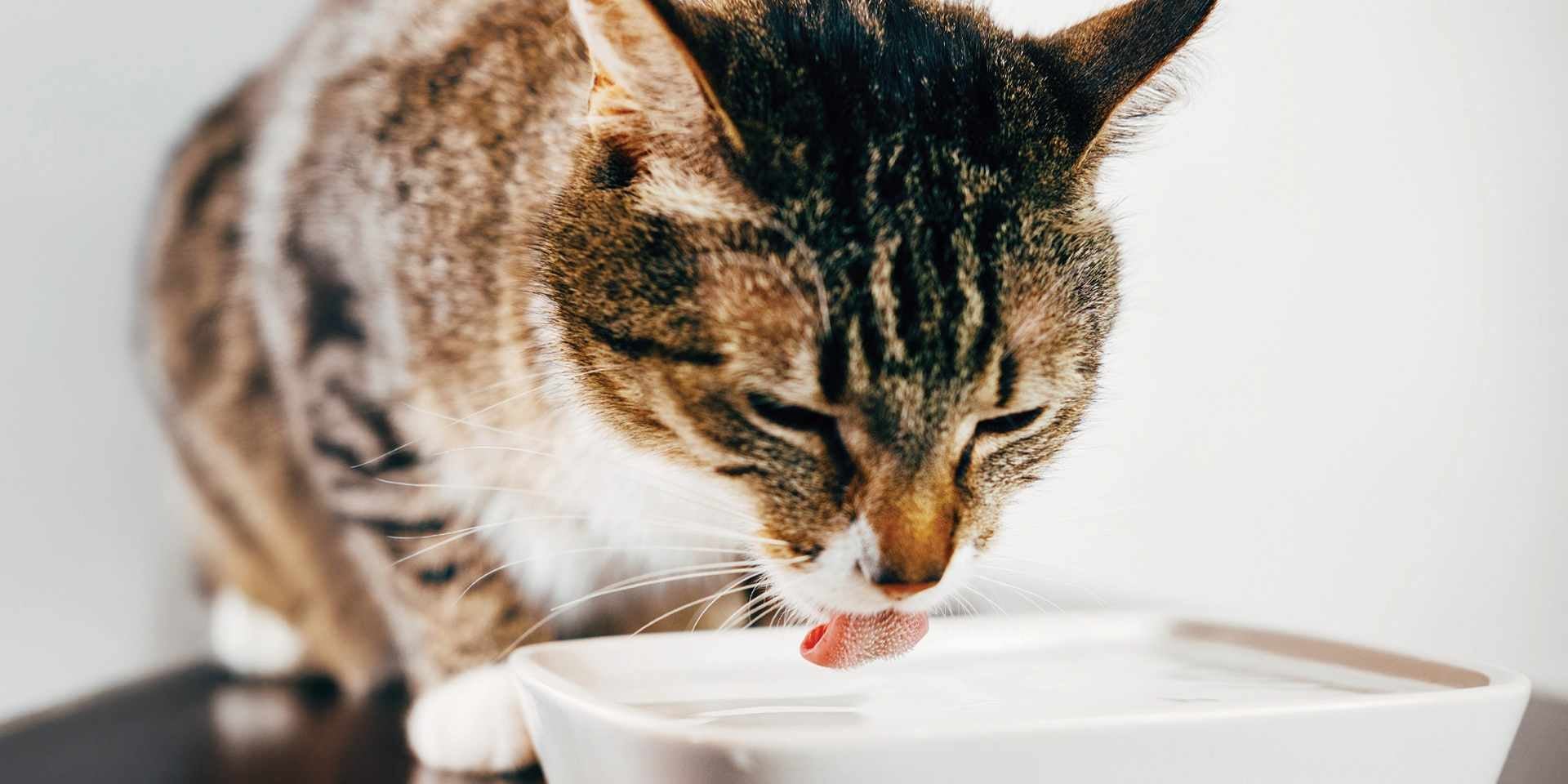 Gato senior comiendo alimento húmedo para apoyar su hidratación.