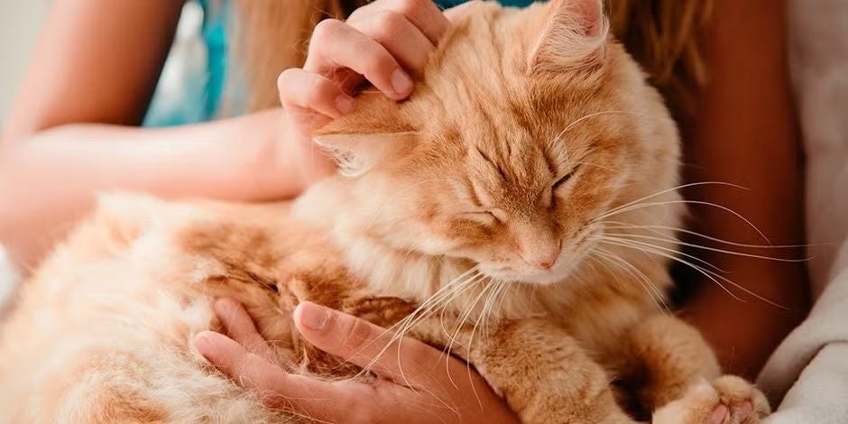 Gato senior acompañado por su tutora.