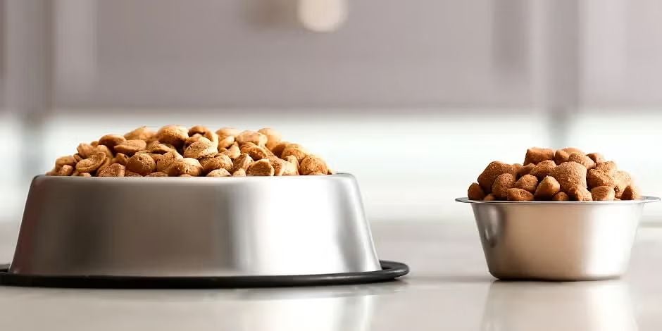 Dos platos con opciones de alimento para perros.