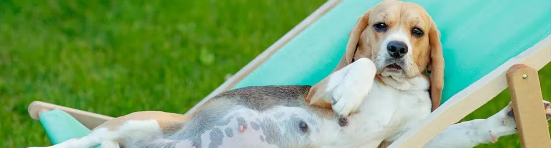 La alimentación es clave para el bienestar de una perra embarazada. Futura mamá canina acostada.
