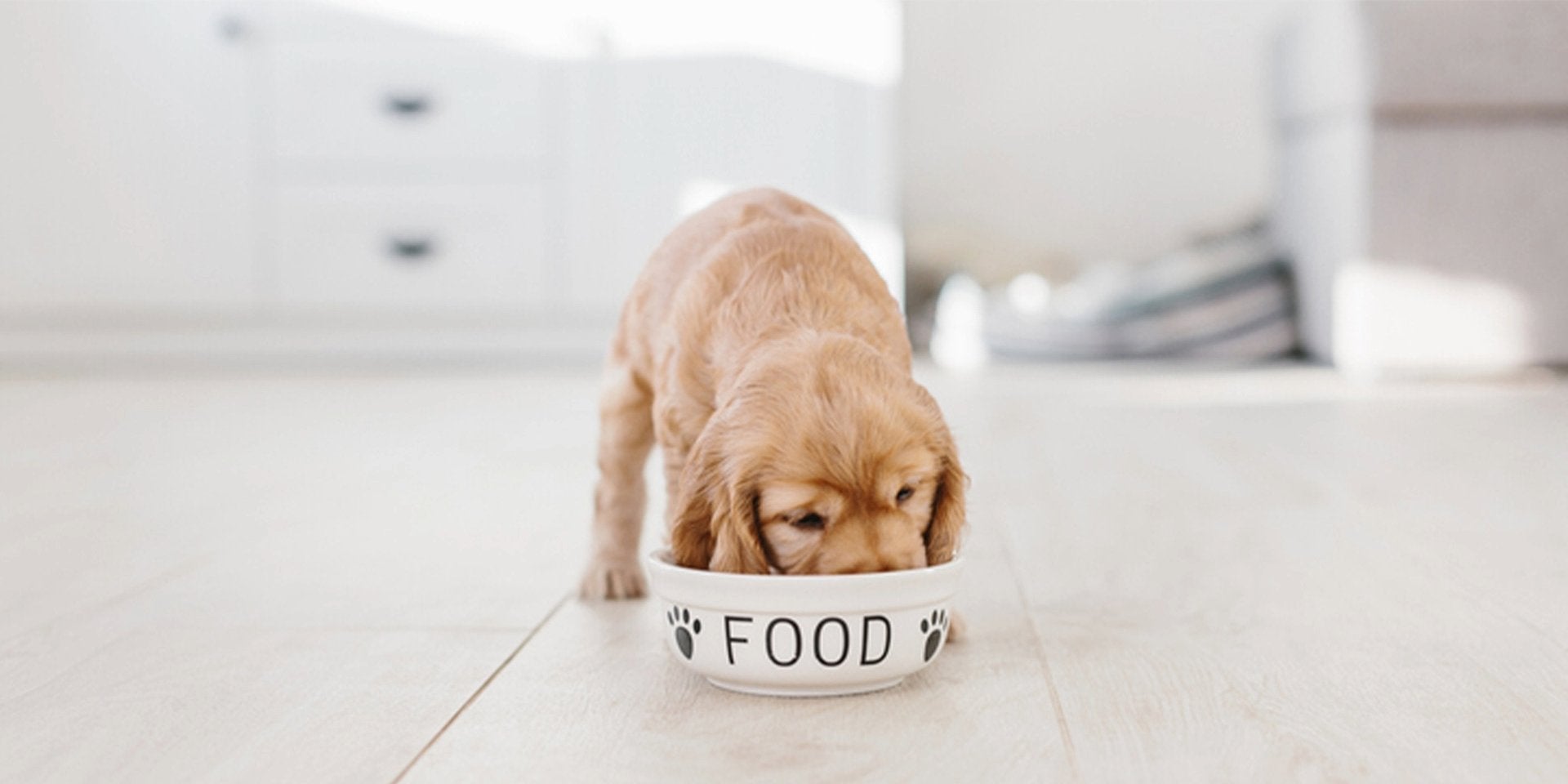 Conoce la tabla de porciones de alimentos para perros cachorros y nutre a tu mascota correctamente.