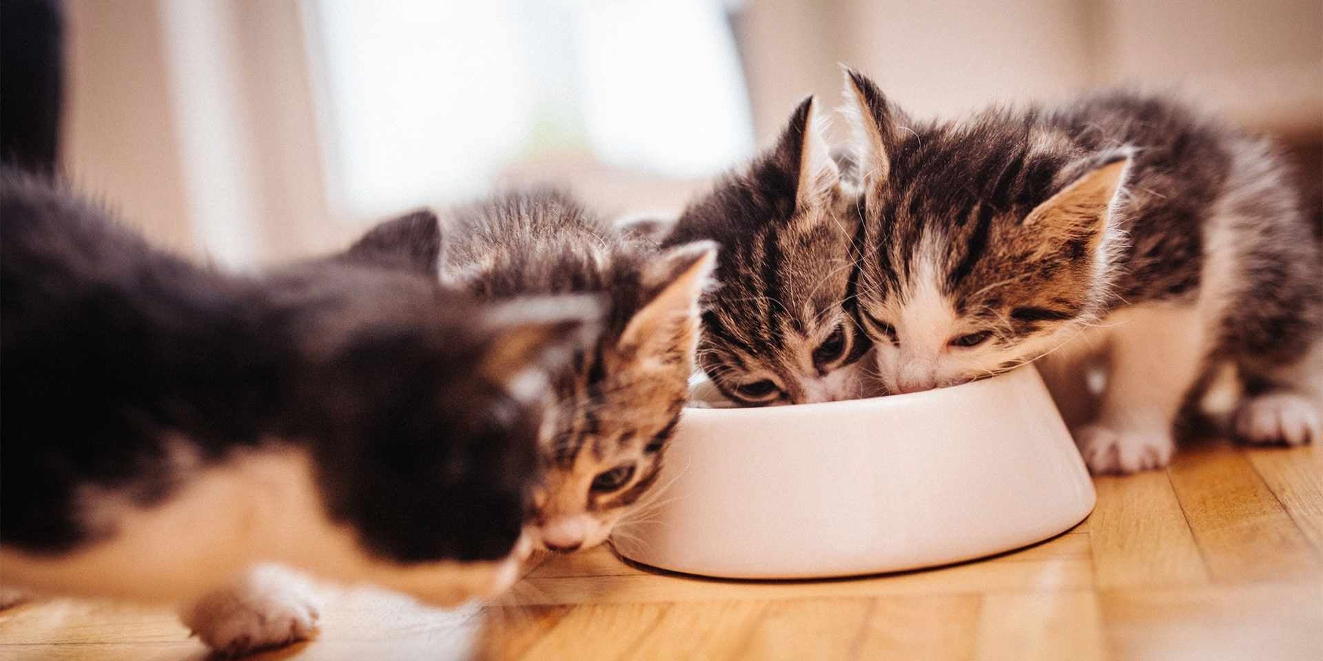 Tres gatitos comen juntos de un plato blanco con alimento.