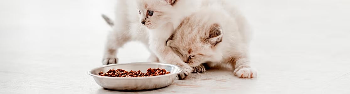 Dos gatitos de pelaje claro junto a un plato metálico con alimento seco.