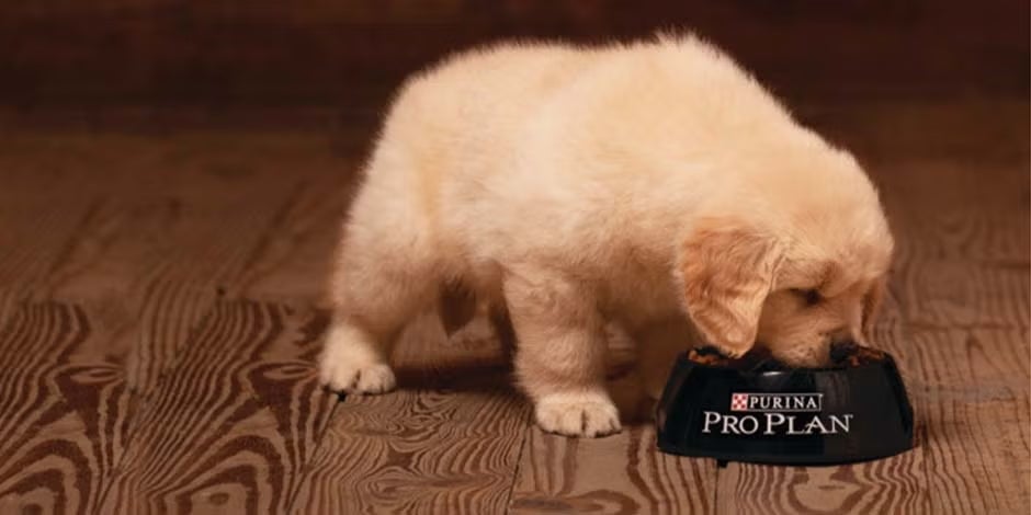 Cachorro de retriever junto a un empaque de PRO PLAN® para su alimentación.