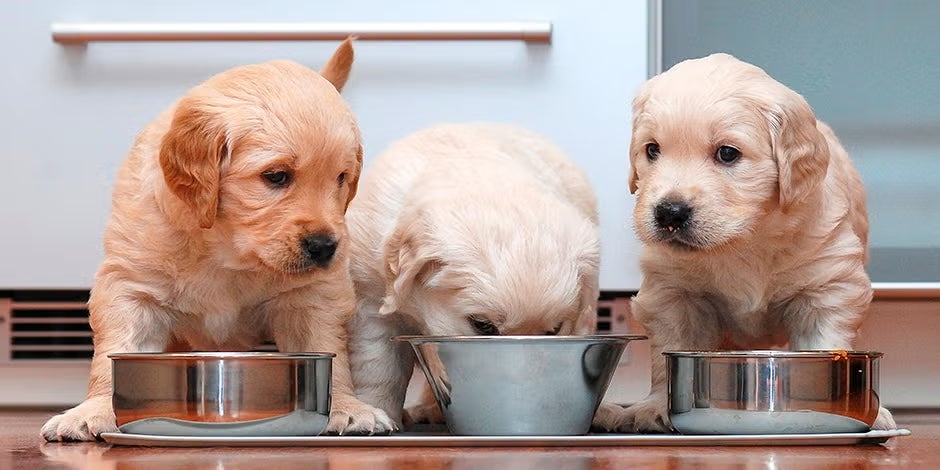Aprende qué debe comer un cachorro y cuida su bienestar. Tres cachorros de retriever comiendo de sus platos.