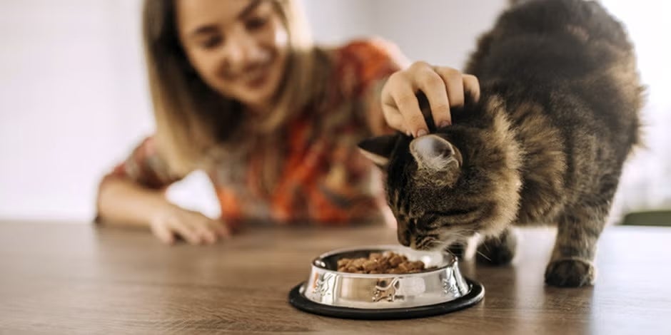 Tutora ofreciendo alimento gastrointestinal a su gato.