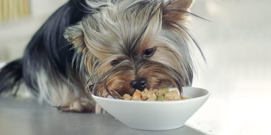 Perro pequeño frente a un alimento de textura suave.