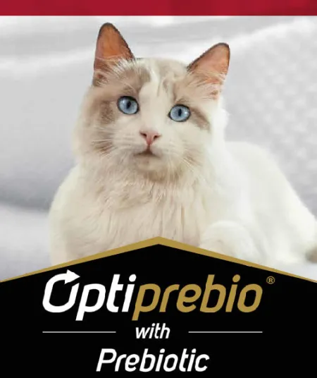 adulto_gato_pro_plan.jpg.webp?itok=P42NVNhZ