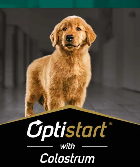 optistart_perros_pro_plan.jpg.webp?itok=gPVjxUHA