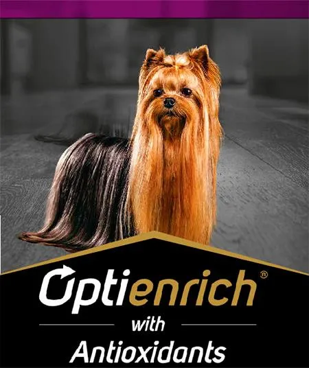 Optienrich%20perros.jpg.webp?itok=dTTs9NsL