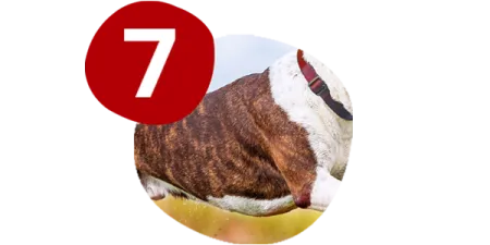 campeo%CC%81n-huesos-fuertes.png.webp?itok=oO22lShi campeo%CC%81n-huesos-fuertes.png.webp?itok=oO22lShi