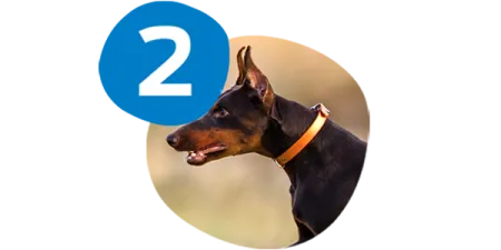 campeo%CC%81n-piel-sana.png.webp?itok=M6m8UsTn campeo%CC%81n-piel-sana.png.webp?itok=M6m8UsTn