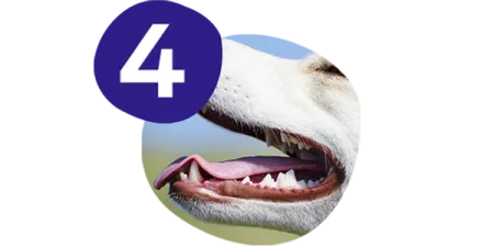campeo%CC%81n-reduce-a-acumulacio%CC%81n-del-sarro-dental.png.webp?itok=7hKhQ2nZ campeo%CC%81n-reduce-a-acumulacio%CC%81n-del-sarro-dental.png.webp?itok=7hKhQ2nZ