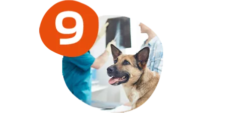 campeo%CC%81n-sistema-inmune-sano.png.webp?itok=0YNHYRMm campeo%CC%81n-sistema-inmune-sano.png.webp?itok=0YNHYRMm