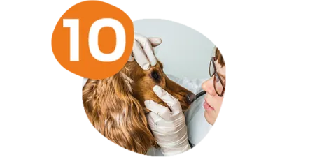 campeo%CC%81n-visio%CC%81n-saludable.png.webp?itok=4vUvyY46 campeo%CC%81n-visio%CC%81n-saludable.png.webp?itok=4vUvyY46