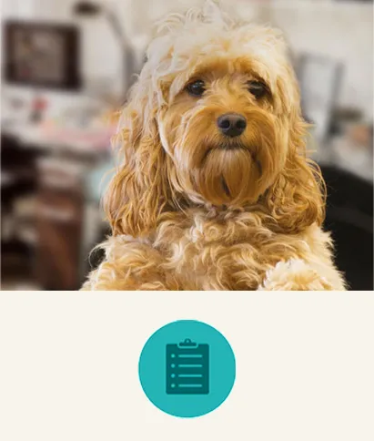 purina-las-mascotas-en-el-trabajo.png.webp?itok=OWcvi3g2
