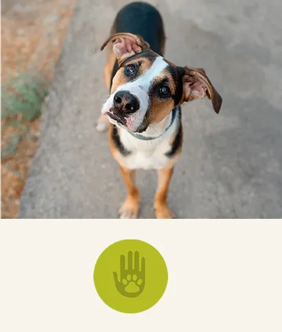 purina-purina-en-la-sociedad-adopta.png.webp?itok=eDrFY5-g
