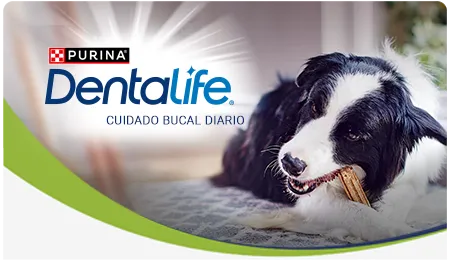 Cta-Dentalife.png.webp?itok=-9mfKEE7