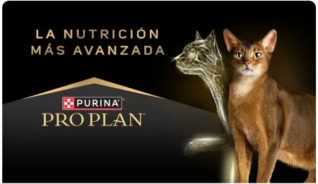 Cta-Proplan-Gatos.png.webp?itok=nkMJXWim