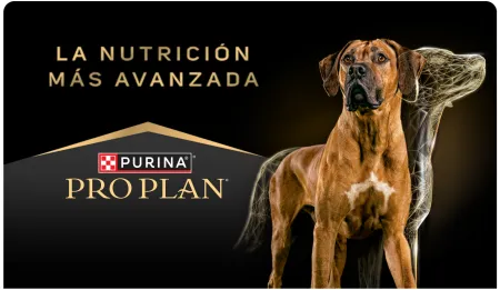 Cta-Proplan.png.webp?itok=A7oVEusK