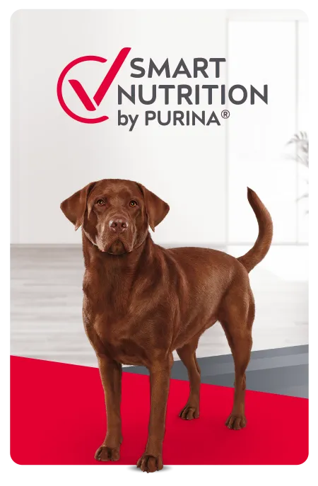 purina-excellent-cta-perro.png.webp?itok=mq0FkKWX