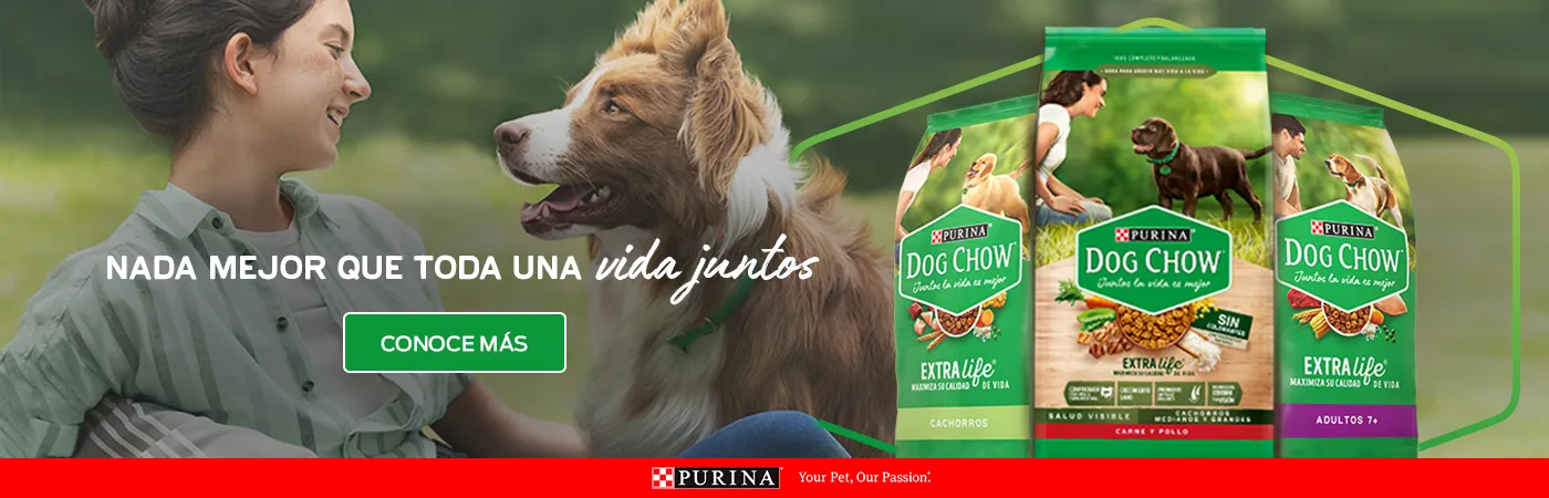 Purina-Marcas-Mx-Dog-Chow-dry (1).jpg