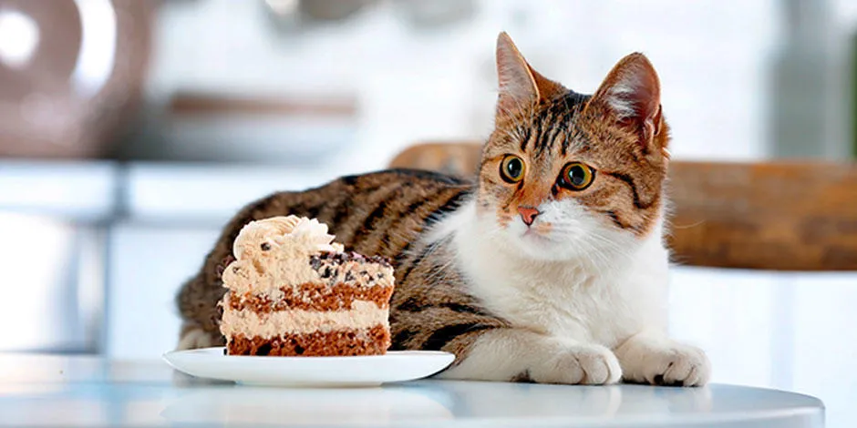 Conoce algunos alimentos prohibidos para gatos | Purina