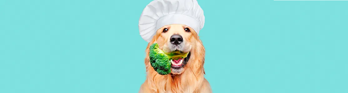 purina-brand-comida-casera-para-perros-mitos-y-realidades-desktop.png