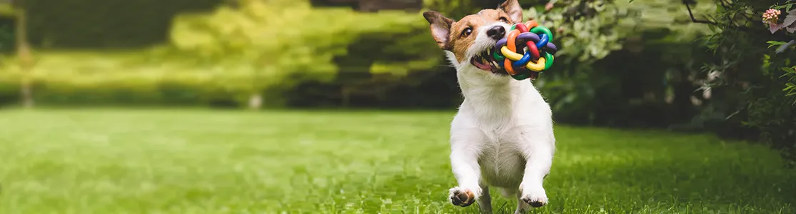 Jack Russell jugando en un parque con uno de sus juguetes para perros.