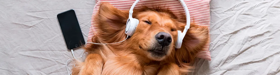purina-brand-la-música-relajante-para-perros-y-sus-beneficios-banner-hero-desktop.jpg