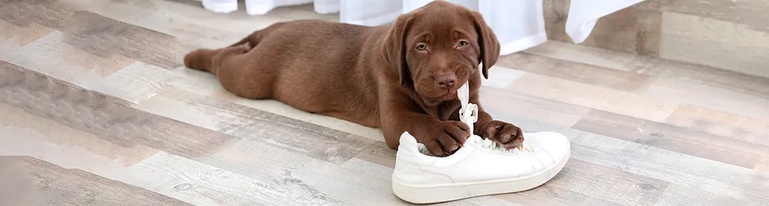 puede un perro masticar una caja de metal