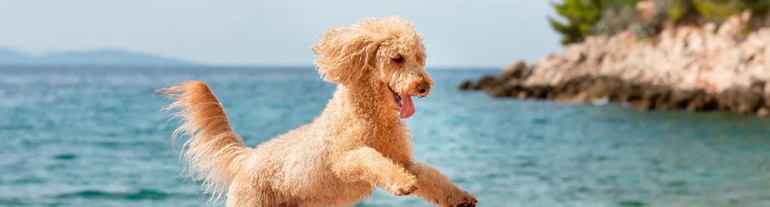 purina-brand-tips-para-ir-a-la-playa-con-perros-banner-desktop.png