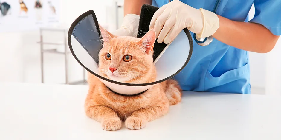 Este gatito cuenta con un collar isabelino, importante para su cuidado. Aprende más de este elemento acá.