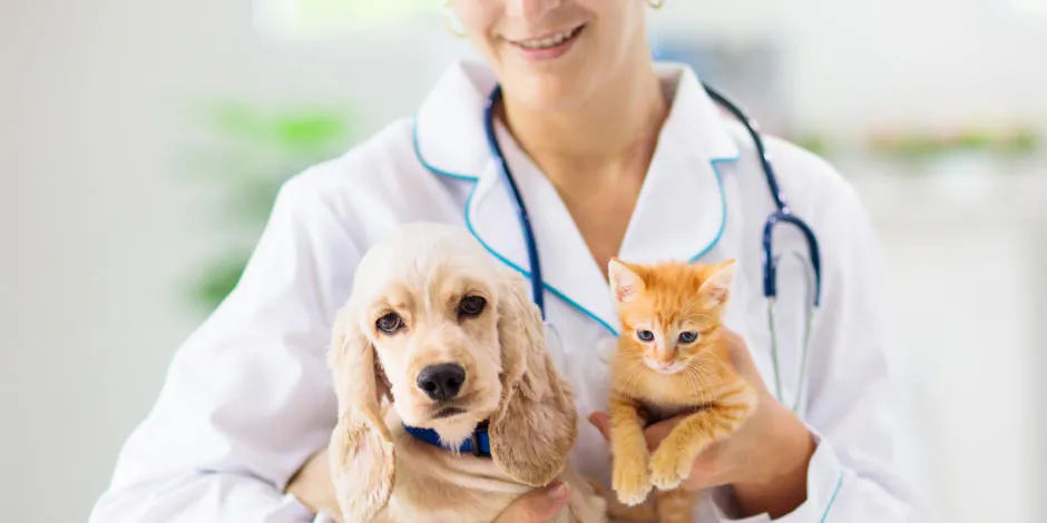 La consulta veterinaria es clave para mantener la salud de tus gatos y perros.