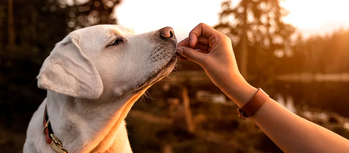 nutricion_NutriendoMascotas_Purina_01.jpg