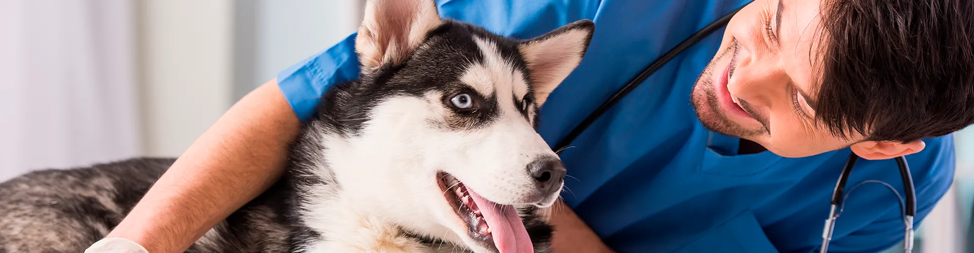 purina-futuro-de-alimentos-para-mascotas.png