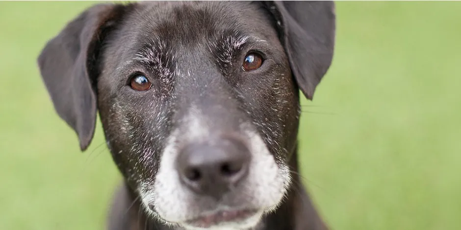 10-consejos-para-cuidar-mejor-de-tu-perro-adulto-mayor-purina.jpg