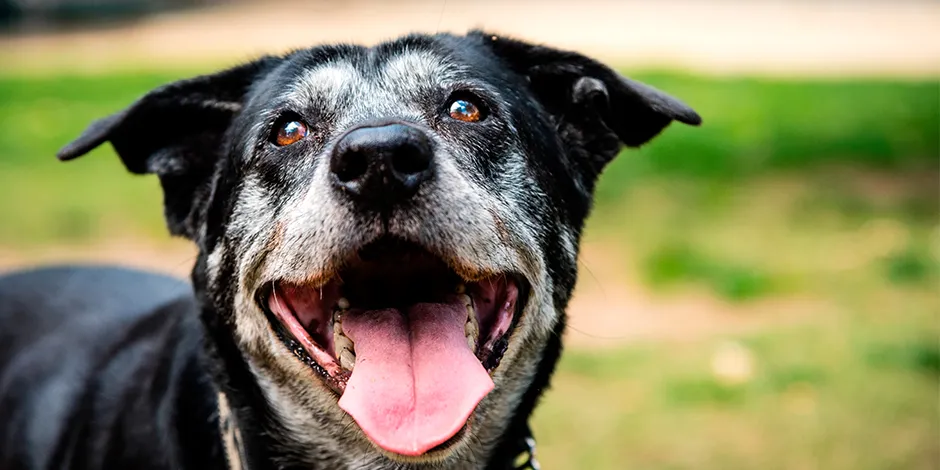  La prevención es la clave de cómo cuidar a un perro senior. Protege la sonrisa de tu mejor amigo durante su vejez.
