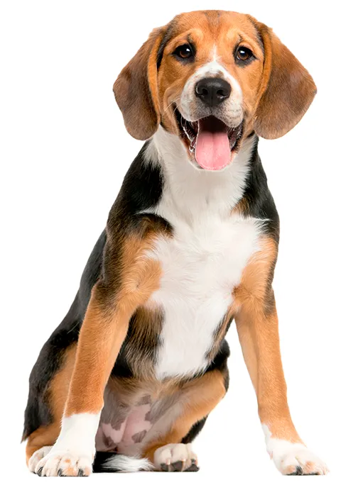 BEAGLE 480X684.png