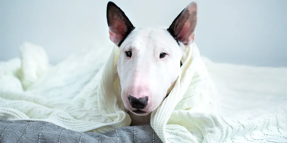 BULL TERRIER 940X470 4 ESPACIO.png